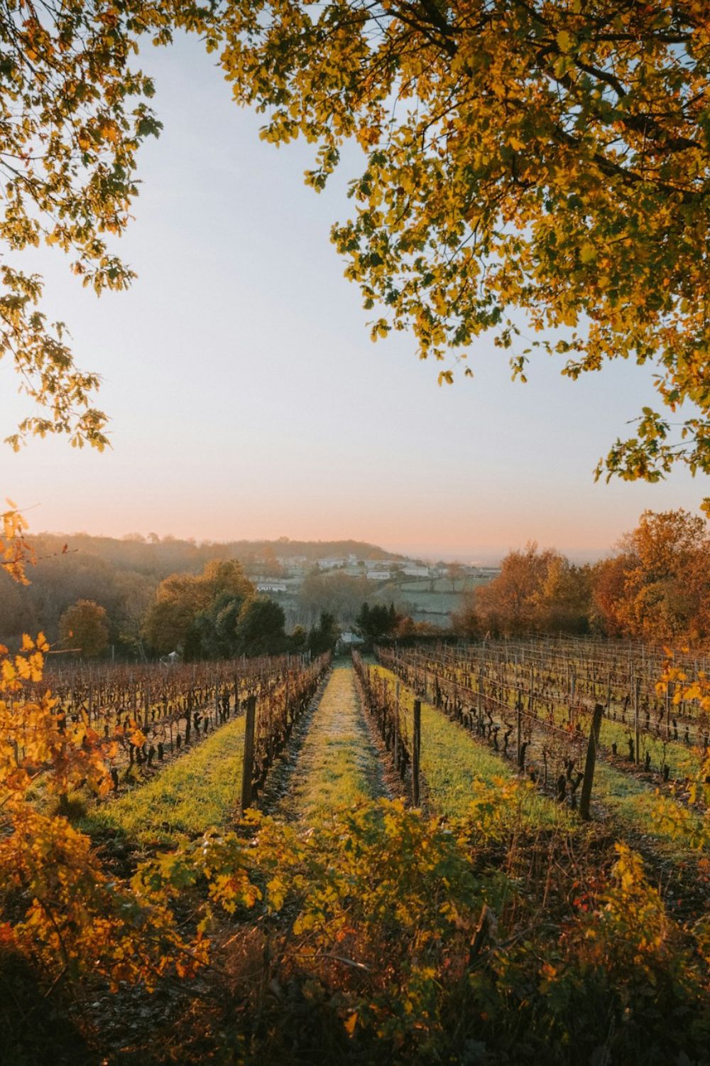 Napa